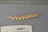 Click for 1 image(s) for this accession. Spike